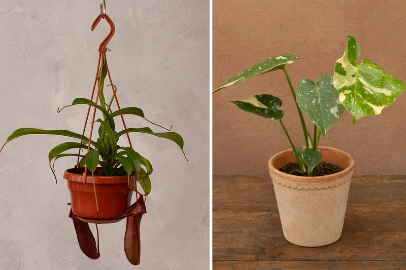 Best places to buy plants for your home and garden in 2026