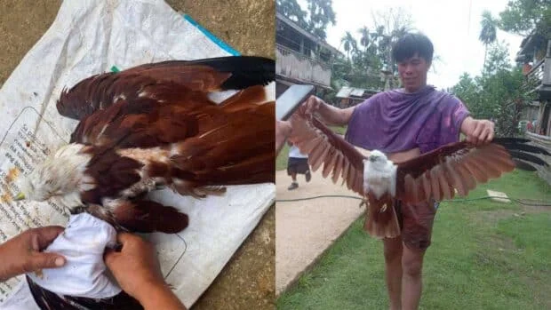 Rescued Brahminy kite dies despite urgent care in Northern Samar