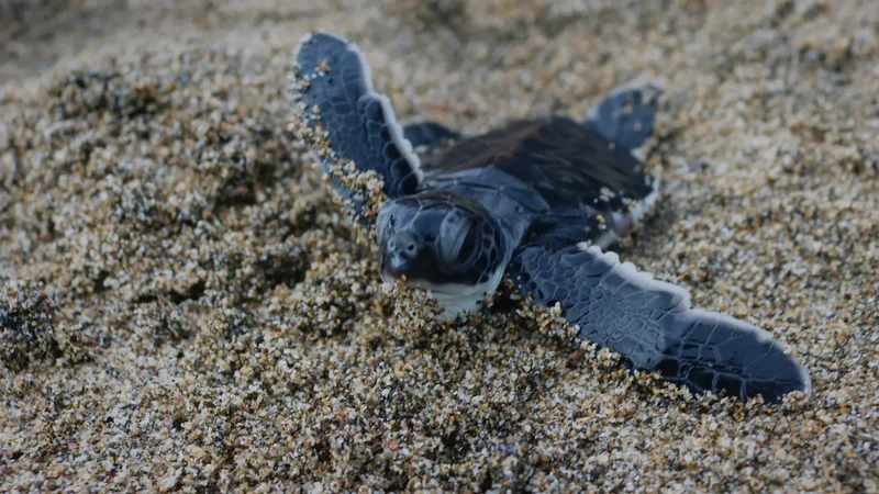 What to do if you find a baby turtle