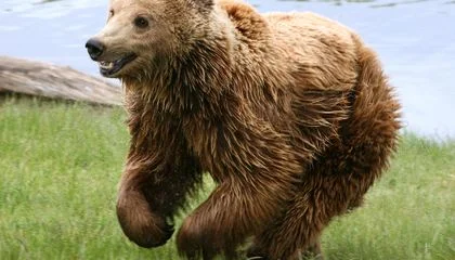 Ireland's 'Kerry Cow' Bones Are Actually Wild Boar and Bear, Shaking Up the Story of Farming's Arrival on the Island