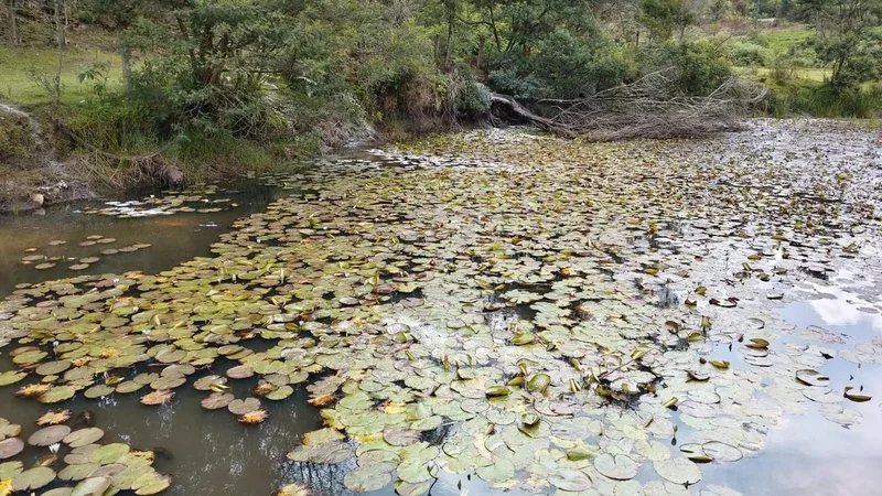 Dead fish: activist demands clean-up of check dam in Coonoor