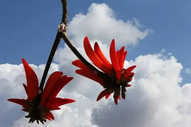 Mexico City launches drive to plant a million native trees in underserved boroughs by 2030