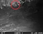Otter spotted for first time in 100 years in New York City’s Bronx River