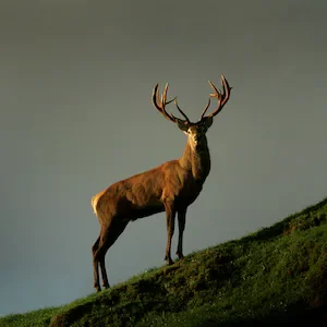 Wild deer costing Hawke’s Bay farmers tens of thousands of dollars - study