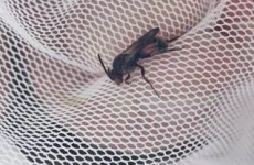 Critically endangered bee rediscovered in Offaly after 26 years