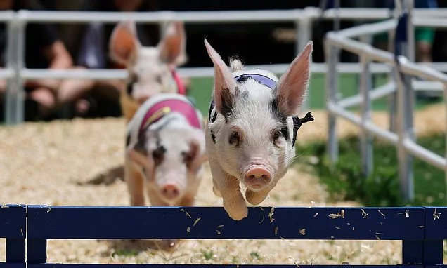 Where pigs fly? Animals compete in race at fair