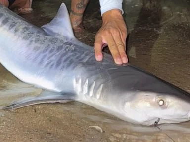 Tiger shark caught off Massachusetts could be sign of warming waters
