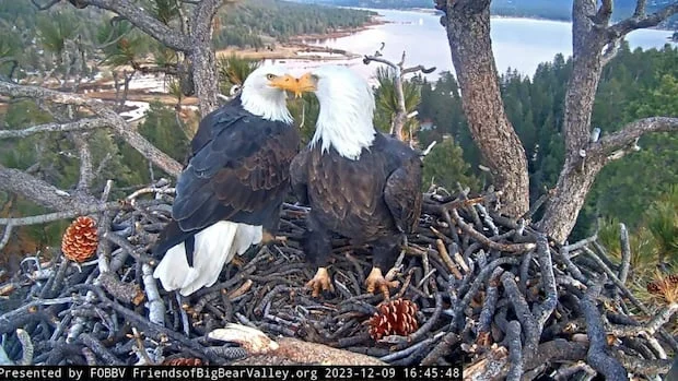 Jackie, the bald eagle who won hearts over livestream, has died at age 14