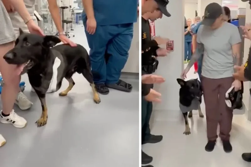 Police dog shot protecting deputies gets hero’s welcome as he returns to sheriff’s office