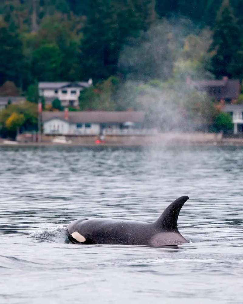 ‘Shocking’ video captures orcas close to shore in Washington State