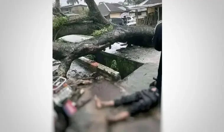 Fallen tree kills motorcyclist in Uyo, raising questions over government’s management of aged trees