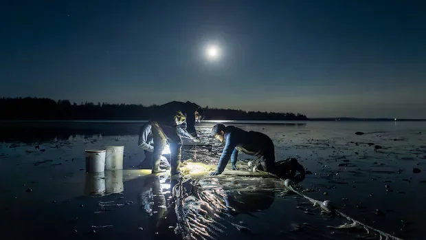 IN PHOTOS | Canadian science photos win at global image competition