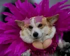 Corgi high fashion and at the races: in pictures