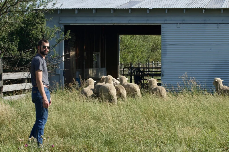 Montana State University launches a new Wool Lab to revive an old industry