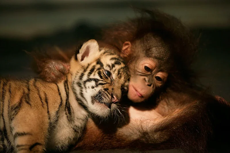 Scientists discover primates regularly form surprising friendships with other animals