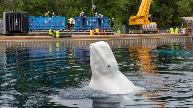 Another 6 whales being moved out of Marineland in Niagara Falls, Ont., headed to U.S.