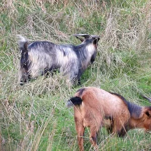 National Wild Goat Hunting Competition: Kiwis urged to join conservation effort
