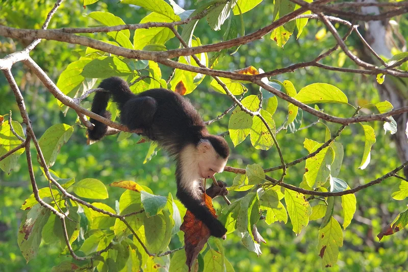 Sierpe to Drake Bay: The Boat Ride to Costa Rica’s Osa Peninsula and Corcovado