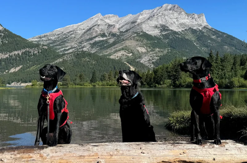 Alberta lets the dogs out in war against invasive mussels species