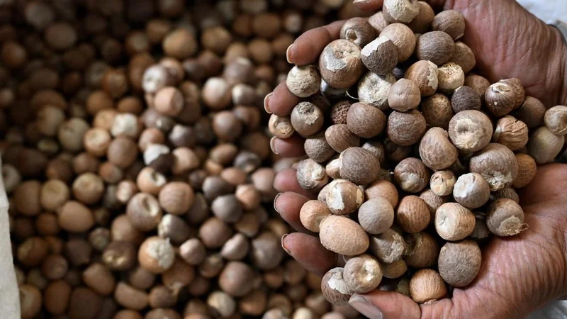 DRI uncovers illegal use of SAFTA agreement in arecanut imports to India