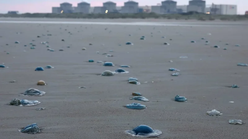 Jellyfish force shutdown of 3 reactors at French nuclear power plant