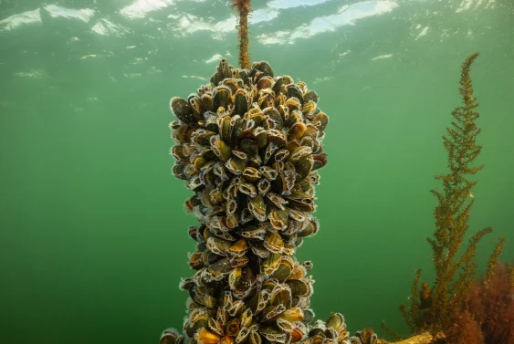 Even Mussels Get Scared
