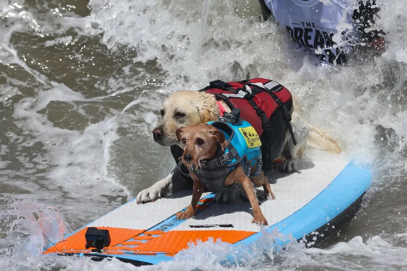 Surfing pups take a ride at the World Dog Surfing Championship in California