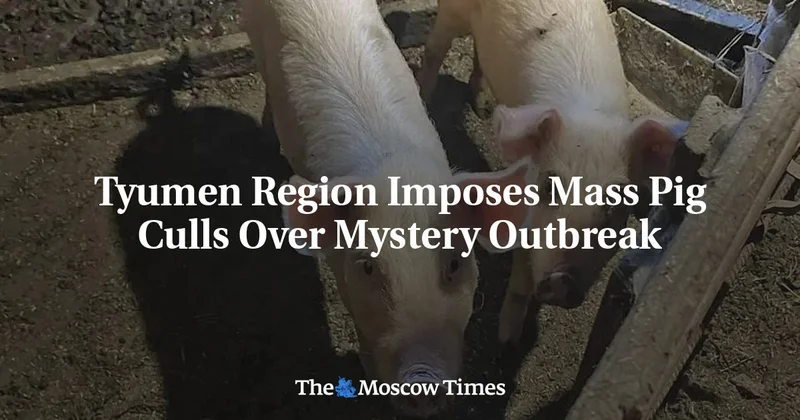 Tyumen Region Imposes Mass Pig Culls Over Mystery Outbreak