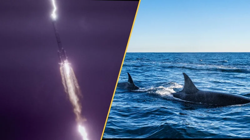 Science news this week: Secret lives of whale sharks revealed, Earth's coldest temperature registered, and Amazonian geoglyphs show clues to lost civilization