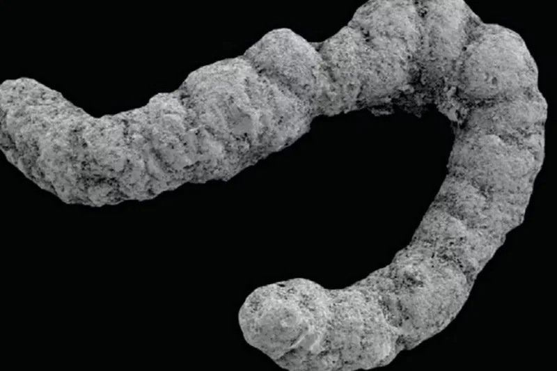 How animal poop may have sparked Earth’s greatest evolutionary event