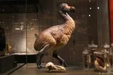 Dodo Skulls Shatter the Clich&eacute; of the Bird's Stupidity, Revealing New Clues About Its Behavior Before Extinction