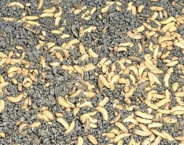 In Bukidnon, flies turn waste into organic compost, feeds
