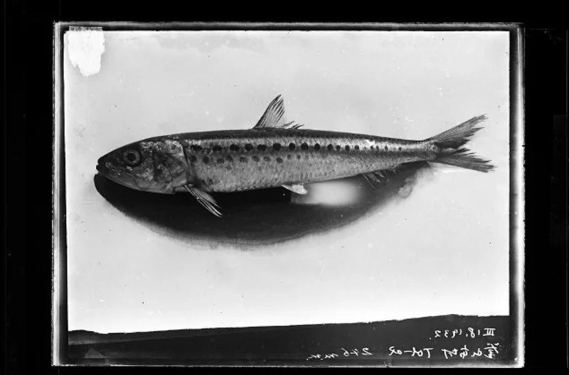 How Imperial Japan turned to the sardine to help build a war machine