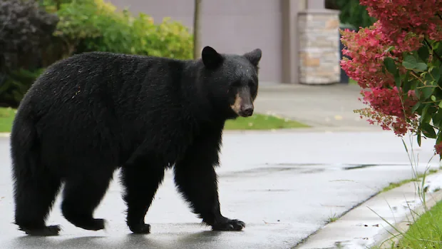 Wrong bear killed by RCMP after girl attacked in Maple Ridge, B.C.