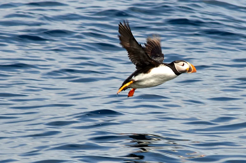 Everyone loves a puffin. Scientists are stumped about their beaks