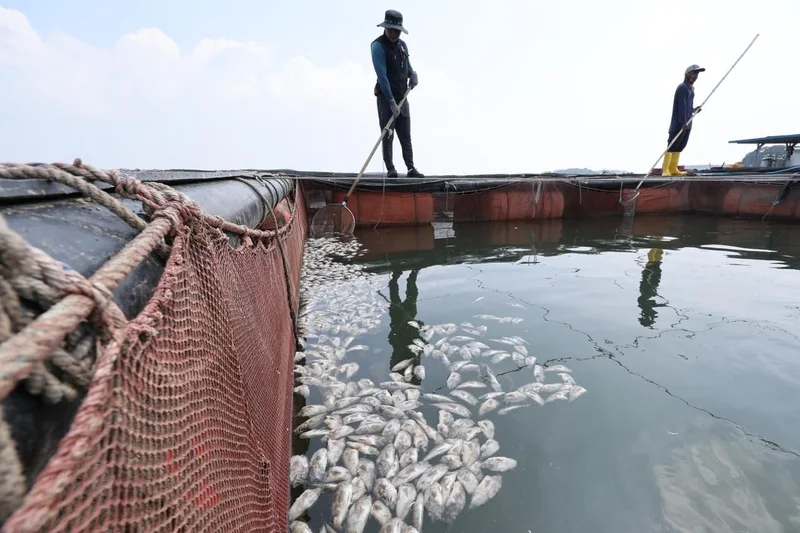 Korea's inflation woes grow as heat wave drives up food prices