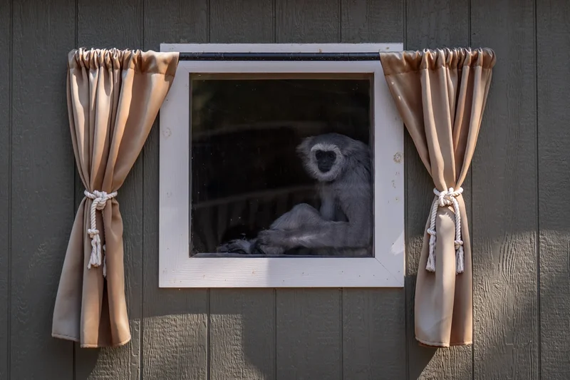 A haven for endangered gibbons, in photos