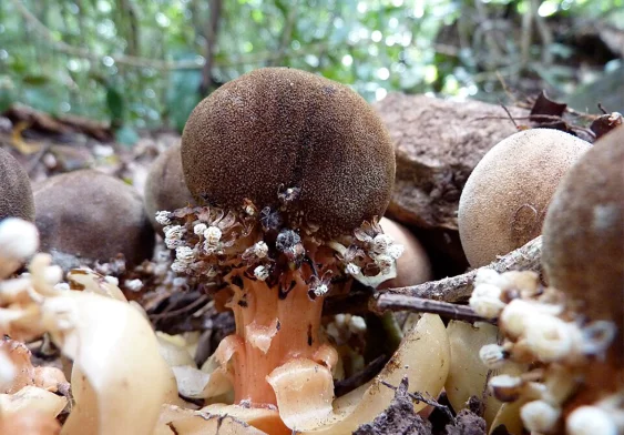 Who Keeps Spreading the Seeds of This Parasitic Plant?