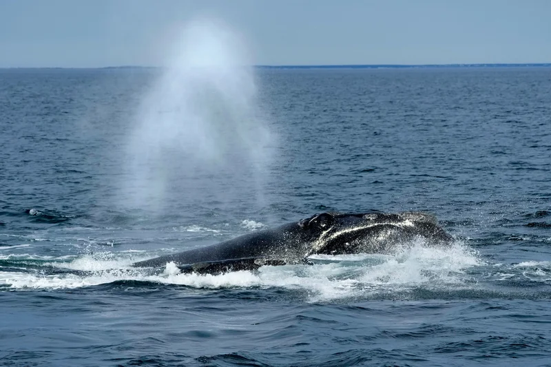 DFO memo raises concerns that Trump-backed bill threatens right whale survival