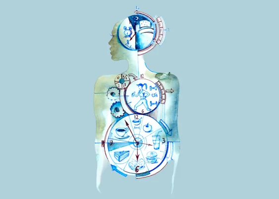 A Peek Inside the Black Box of Epigenetic Clocks