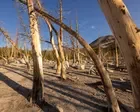 Fossils show huge carbon emissions harm forests, not ‘green the planet’